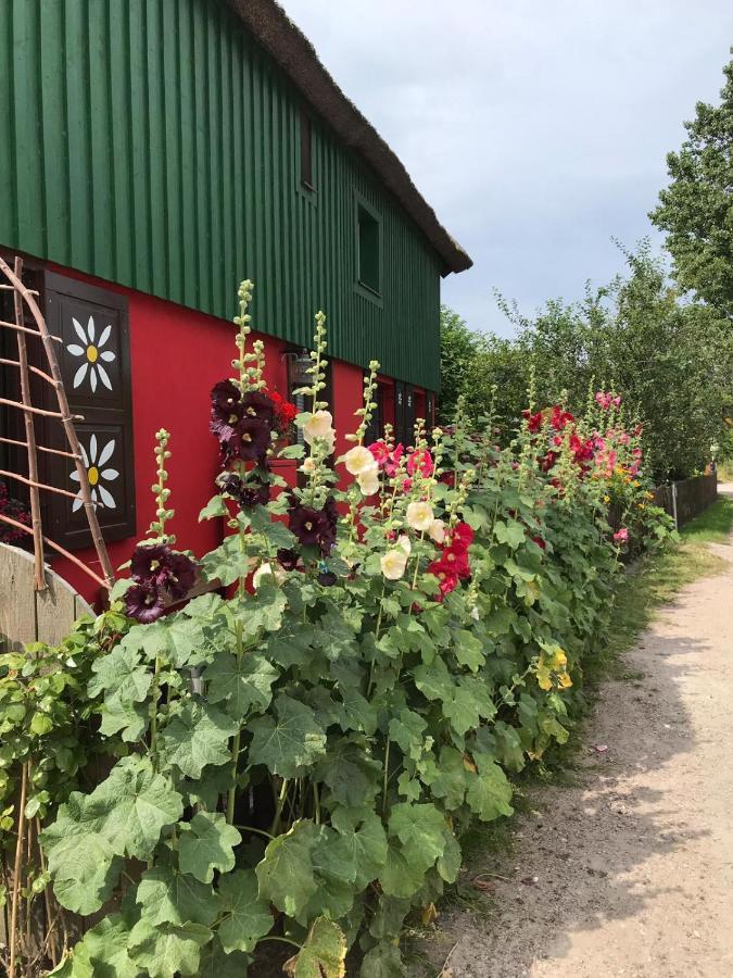 Toepferweg 06 Ferienwohnung Tine Ahrenshoop Eksteriør bilde